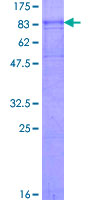 ab158115 on a 12.5% SDS-PAGE stained with Coomassie Blue.