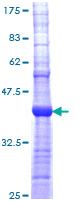ab114513 analysed by 12.5% SDS-PAGE and stained with Coomassie Blue.