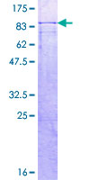 ab153579 on a 12.5% SDS-PAGE stained with Coomassie Blue.