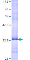 ab163434 on a 12.5% SDS-PAGE stained with Coomassie Blue.