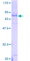 ab165547 on a 12.5% SDS-PAGE stained with Coomassie Blue.