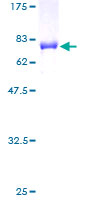 12.5% SDS-PAGE stained with Coomassie Blue showing ab117042 at approximately 66.77 kDa.