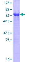 ab162263 on a 12.5% SDS-PAGE stained with Coomassie Blue.