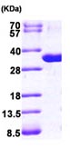 15% SDS-PAGE analysis of ab101210 (3 µg).