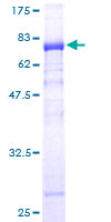 ab164413 on a 12.5% SDS-PAGE stained with Coomassie Blue.