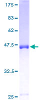 ab161332 on a 12.5% SDS-PAGE stained with Coomassie Blue.