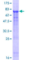 ab166338 on a 12.5% SDS-PAGE stained with Coomassie Blue.