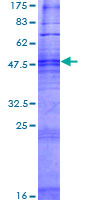 ab166464 on a 12.5% SDS-PAGE stained with Coomassie Blue.