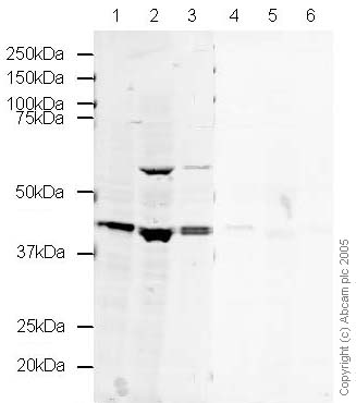 Anti-Oct-4 antibody ab19857 only detected a band corresponding to the expected size of Oct-4 in human ES cell lysate. In mouse ES and EG cell lysates, ab19857 detected a band of approximately 55 kDa in addition to the expected 39 kDa Oct-4 band.