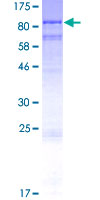 ab163567 on a 12.5% SDS-PAGE stained with Coomassie Blue.