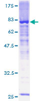 ab165811 on a 12.5% SDS-PAGE stained with Coomassie Blue.