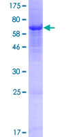 ab163444 on a 12.5% SDS-PAGE stained with Coomassie Blue.