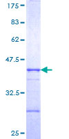 ab165733 on a 12.5% SDS-PAGE stained with Coomassie Blue.