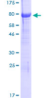 12.5% SDS-PAGE analysis of ab131792 stained with Coomassie Blue.