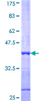 ab165390 on a 12.5% SDS-PAGE stained with Coomassie Blue.