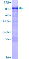 ab153173 on a 12.5% SDS-PAGE stained with Coomassie Blue.