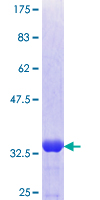 ab153174 on a 12.5% SDS-PAGE stained with Coomassie Blue.