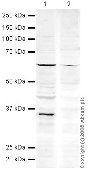 All lanes : Anti-PACT (PKR activating protein) / PRKRA antibody ( ab31967 ) at 1 µg/ml Lane 1 : HeLa (Human epithelial carcinoma cell line) Whole Cell Lysate Lane 2 : HeLa (Human epithelial carcinoma cell line) Whole Cell Lysate with Human PACT (PKR activating protein) / PRKRA peptide (ab30768) at 1 µg/ml Lysates/proteins at 10 µg per lane. Secondary IRDye 680 Conjugated Goat Anti-Rabbit IgG (H+L) at 1/15000 dilution Performed under reducing conditions. Predicted band size : 34 kDa Observed band size : 34 kDa Additional bands at : 60 kDa (possible cross reactivity, but this band is not blocked).