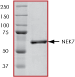 ab60703 on SDS-PAGE, MW ~63kDa.