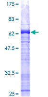 ab152591 on a 12.5% SDS-PAGE stained with Coomassie Blue.
