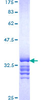 ab164280 on a 12.5% SDS-PAGE stained with Coomassie Blue.