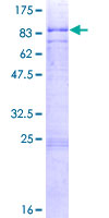 ab159068 on a 12.5% SDS-PAGE stained with Coomassie Blue.