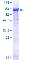 ab152595 on a 12.5% SDS-PAGE stained with Coomassie Blue.