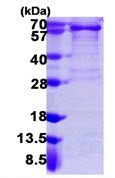 15% SDS-PAGE showing ab109932 at approximately 58.4 kDa (3µg).