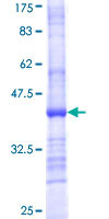 ab159937 on a 12.5% SDS-PAGE stained with Coomassie Blue.