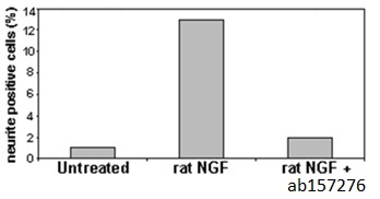 Neurite induction test using ab157276.