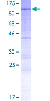 ab163937 on a 12.5% SDS-PAGE stained with Coomassie Blue.