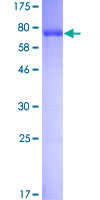 ab153270 on a 12.5% SDS-PAGE stained with Coomassie Blue.