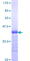 ab153213 on a 12.5% SDS-PAGE stained with Coomassie Blue.