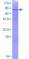 ab159164 on a 12.5% SDS-PAGE stained with Coomassie Blue.