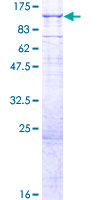 ab160332 on a 12.5% SDS-PAGE stained with Coomassie Blue.