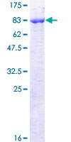 ab164954 on a 12.5% SDS-PAGE stained with Coomassie Blue.