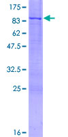 ab161675 on a 12.5% SDS-PAGE stained with Coomassie Blue.