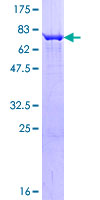 ab164130 on a 12.5% SDS-PAGE stained with Coomassie Blue.