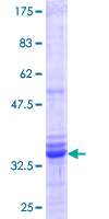 ab164131 on a 12.5% SDS-PAGE stained with Coomassie Blue.