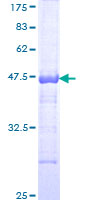 ab165865 on a 12.5% SDS-PAGE stained with Coomassie Blue.