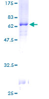 ab152611 on a 12.5% SDS-PAGE stained with Coomassie Blue.