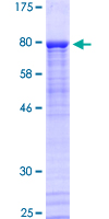ab163746 on a 12.5% SDS-PAGE stained with Coomassie Blue.