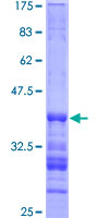 ab153163 on a 12.5% SDS-PAGE stained with Coomassie Blue.
