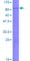 ab164244 on a 12.5% SDS-PAGE stained with Coomassie Blue.