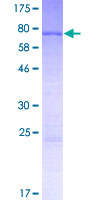 ab165048 on a 12.5% SDS-PAGE stained with Coomassie Blue.
