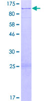 ab162349 on a 12.5% SDS-PAGE stained with Coomassie Blue.