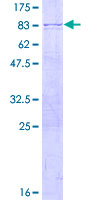 ab157971 on a 12.5% SDS-PAGE stained with Coomassie Blue.