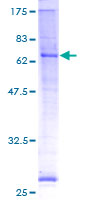 ab153497 on a 12.5% SDS-PAGE stained with Coomassie Blue.