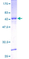 ab165376 on a 12.5% SDS-PAGE stained with Coomassie Blue.