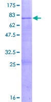 ab165190 on a 12.5% SDS-PAGE stained with Coomassie Blue.